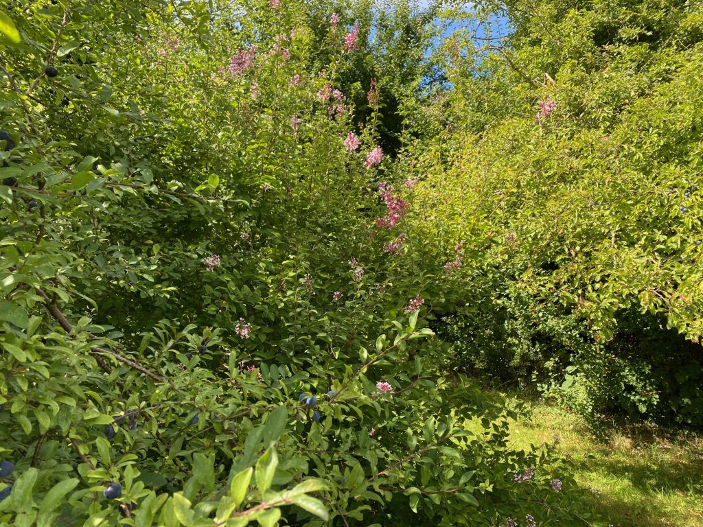 Herbstflieder und Schlehen