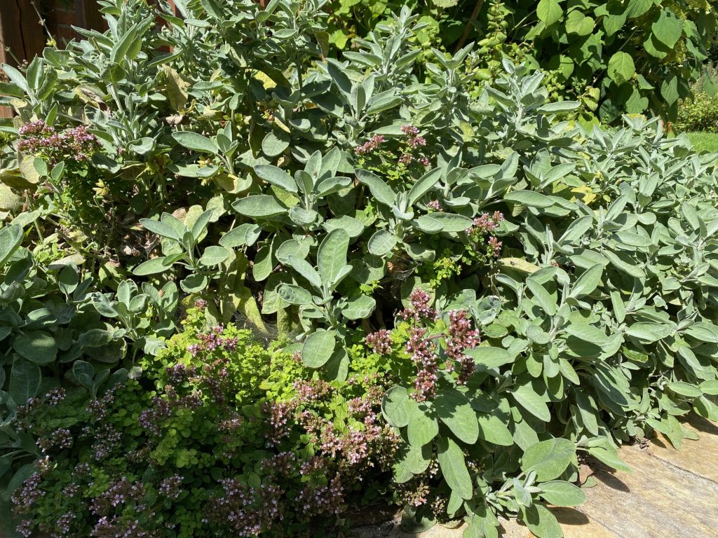 Salbei und Oregano