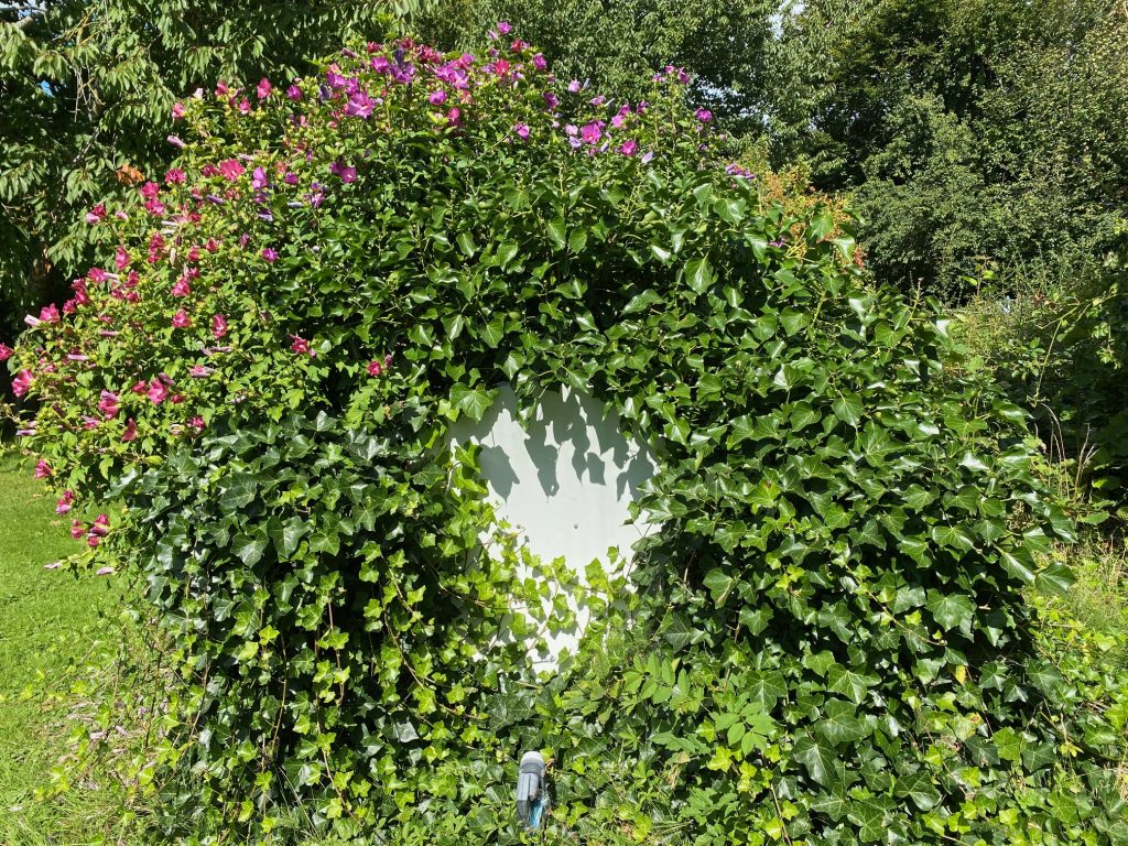 Satellitenschüssel im Hibiskus