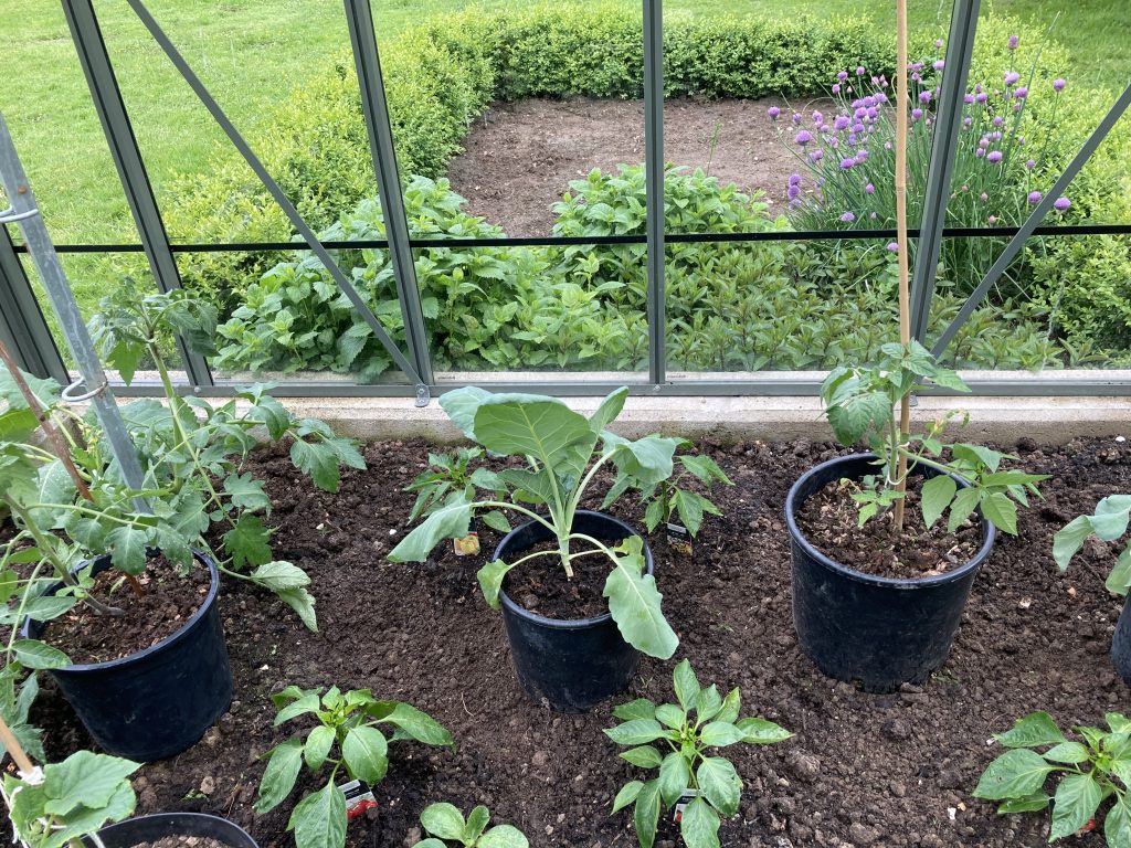 Gewächshaus Anzucht